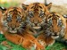 lovely-tiger-cubs.jpg